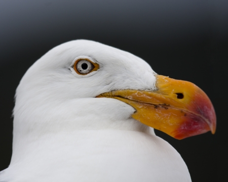 A closeup of a Pacific gull at Wilson's Prom.の写真素材