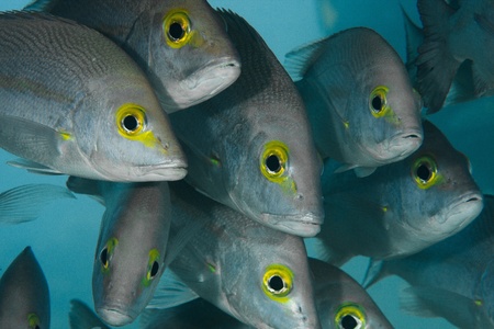 A group of curious fish with beautiful yellow eyes.の写真素材