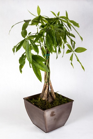A potted money tree isolated on a white background の写真素材