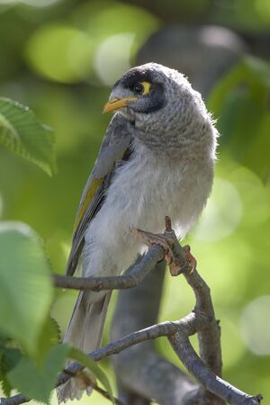 A beautiful noisy miner sitting in a tree looking curiously at the photographer の写真素材