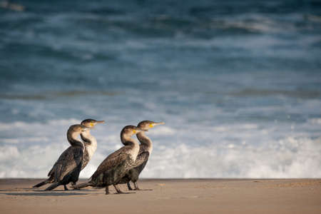 Animals in the wild - group of cormorants in Robberg Nature Reserve, Plettenberg Bay, South Africaの写真素材