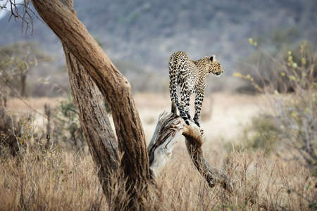 Leopard on a tree at sunset - Samburu National Reserve, North Kenya