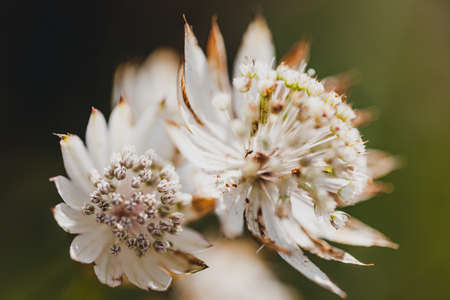 Macro photography of a flower in a wild mountain field, Haute-Savoie, Franceの写真素材