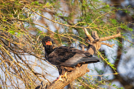 Bateleur eagle (Terathopius ecaudatus) - Samburu National Reserve, North Kenya