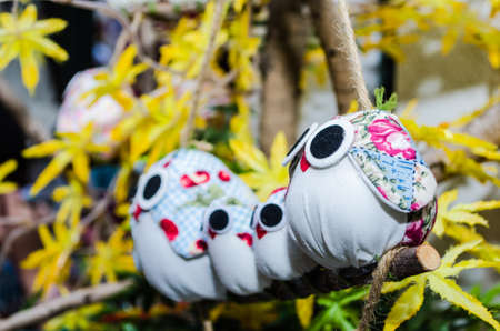 Big eye owlの写真素材