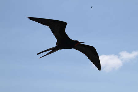 Frigate Bird Galapagosの写真素材