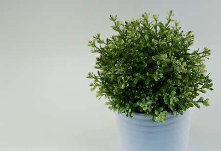 A picture of a round, green plant in a white planter with a white background.の写真素材
