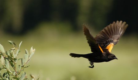 Red-Winged Blackbird in Flightの写真素材