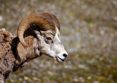 Rocky Mountain Big Horned Sheepの写真素材