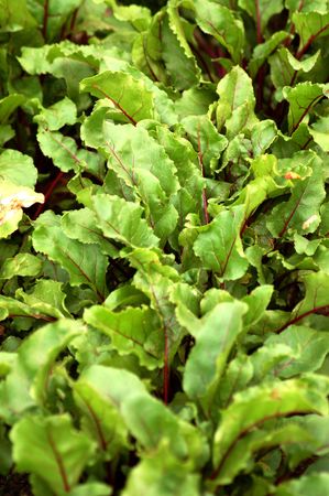 Beet Leaves