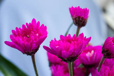 Violet pretty flower is from Asiaの写真素材