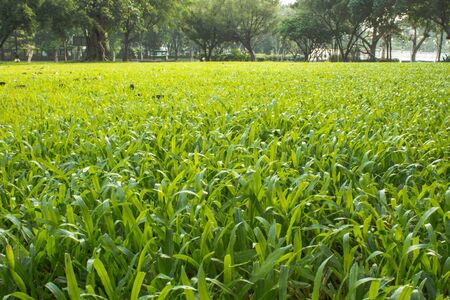 The grass in the public park at morning timeの写真素材