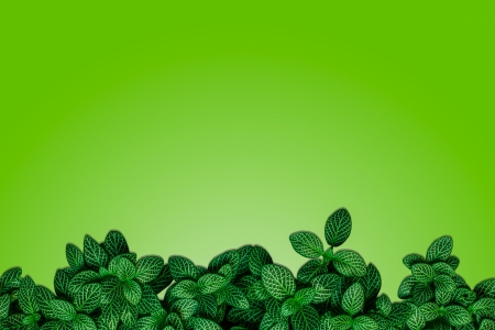The leaf on the green backgroundの写真素材