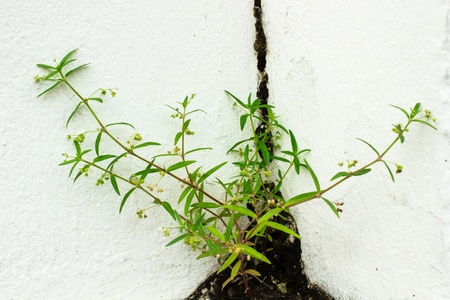 The plant which is born on building nook ,の写真素材