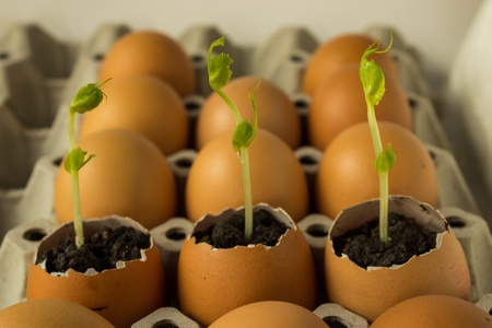 Three plant in egg,Newborn of plantの写真素材