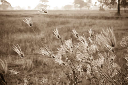 Flower of grass on fieldの写真素材