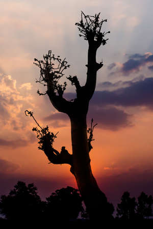 Tree and sky on twilight timeの写真素材