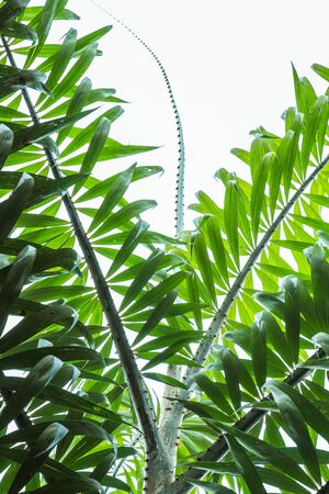 Palm leaf on top for isolatedの写真素材