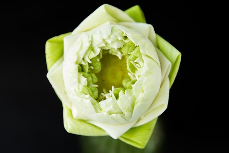White lotus is single on backgroundの写真素材