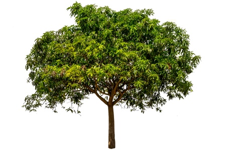 Mango tree  Mangifera indica ,tropical tree in the northeast of Thailand,Isolated 0n white backgroundの写真素材