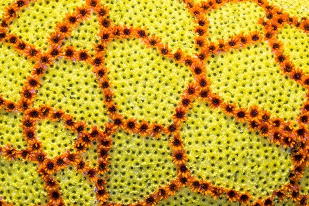 Yellow flowers decoration for backgroundの写真素材