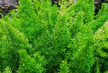 Leaf plant of green colorの写真素材