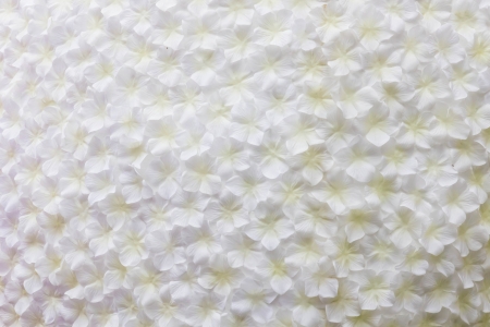 White flower decoration for backgroundの写真素材