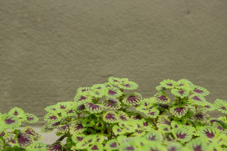 Green leaves wall background