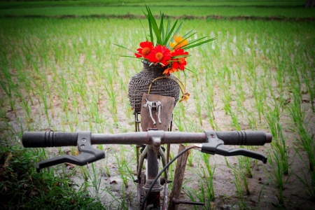 Flowers on old bicycle in fieldの写真素材