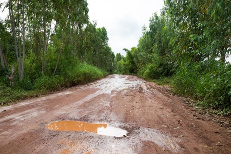 Impassable forest road of mud and clay, offroadの写真素材