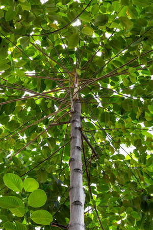 Green tree with leavesの写真素材