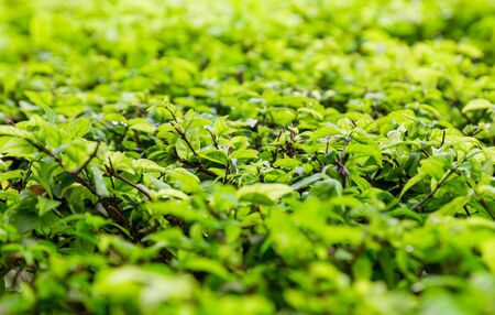 green leaf backgroundの写真素材