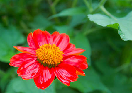 Red flower wet on green backgroundの写真素材