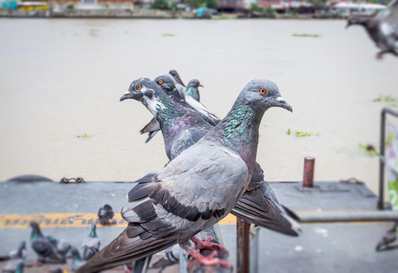 Pigeon bird is lineの写真素材