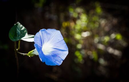 Twig blossoming blue flowerの写真素材