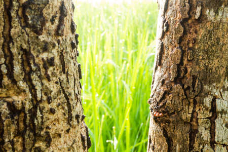 Bark tree in front rice fieldの写真素材