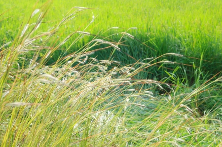 Grass flower on morning timeの写真素材