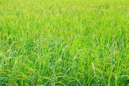 Green rice in the rice field near the time for harvestの写真素材