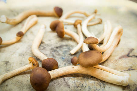 Mushroom is raw on woodの写真素材