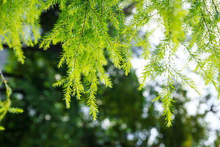 Green foliage down