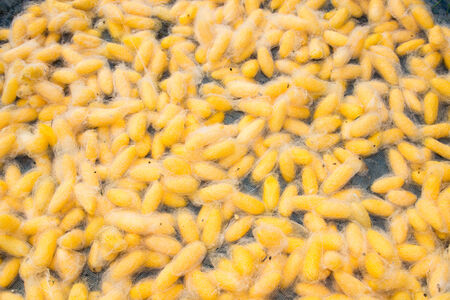 Sericulture - group of silk cocoon