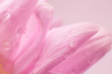 A macro of flower beautyの写真素材