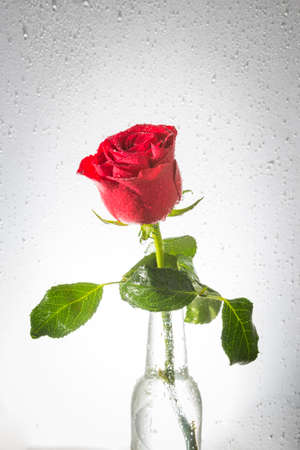Red Rose with water drops on glass bottleの写真素材