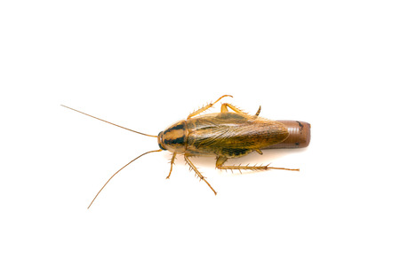 Close up blattella germanica german cockroach pregnant  isolated on white