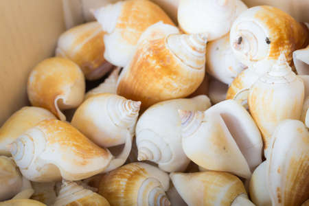 Seashell dried pattern  decorationの写真素材