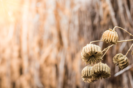 Dry flowers tropical droughtの写真素材