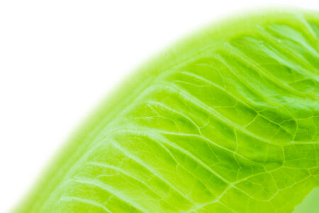 Cabbage leaves macro backgroundの写真素材