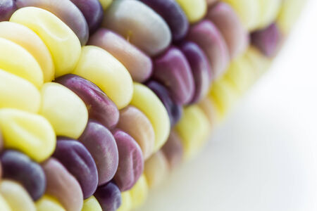 Colorful ornamental Indian maize (corn)