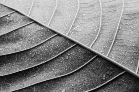 Close-up leaf texture of macro,black and whiteの写真素材