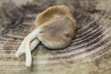 Bhutanese mushrooms on woodの写真素材